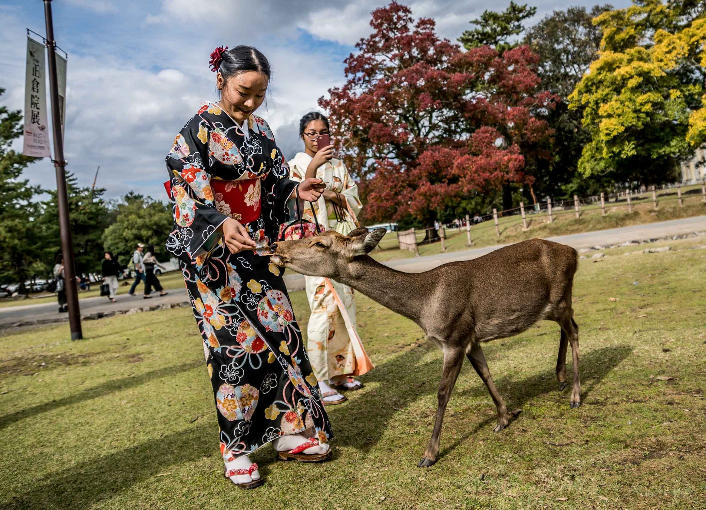 190319142740-08-nara-deer-park.jpg