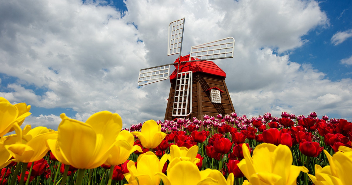 The most stunning flower fields in the world . | OUTLOOK