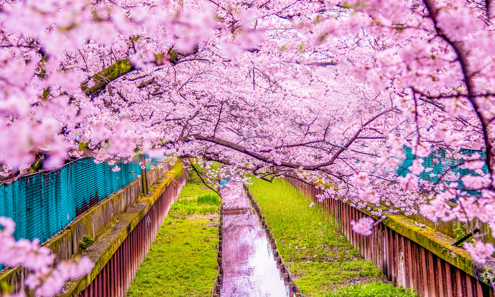 Colorful paradise: How Japanese people see the aesthetics of beauty ...