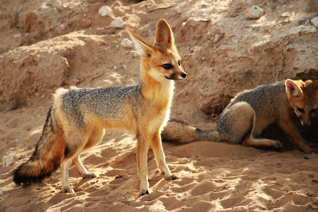 cape-fox-kgalagadi.jpg