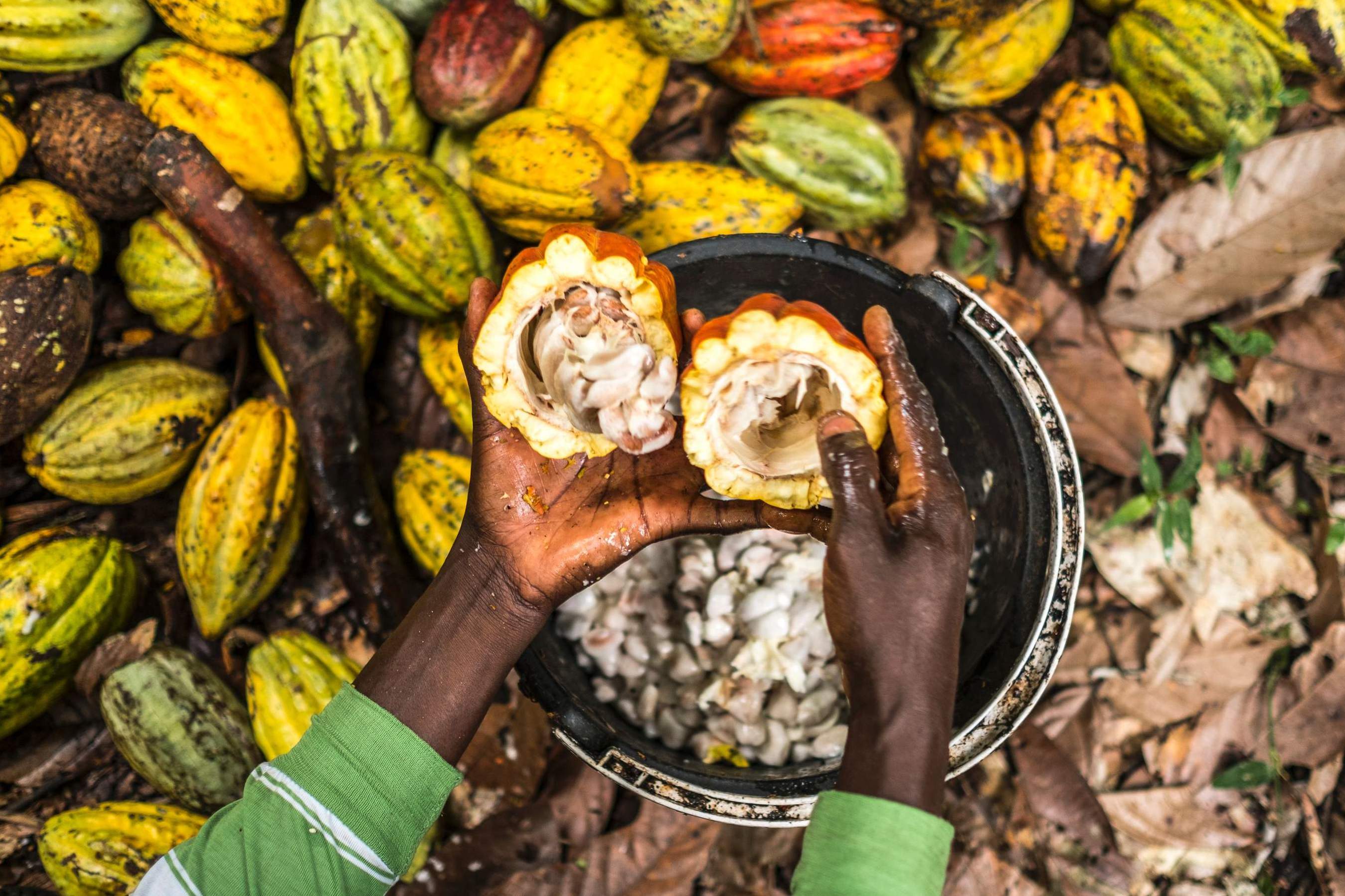 Cocoa Production In Ghana Pdf at Harold Carpenter blog