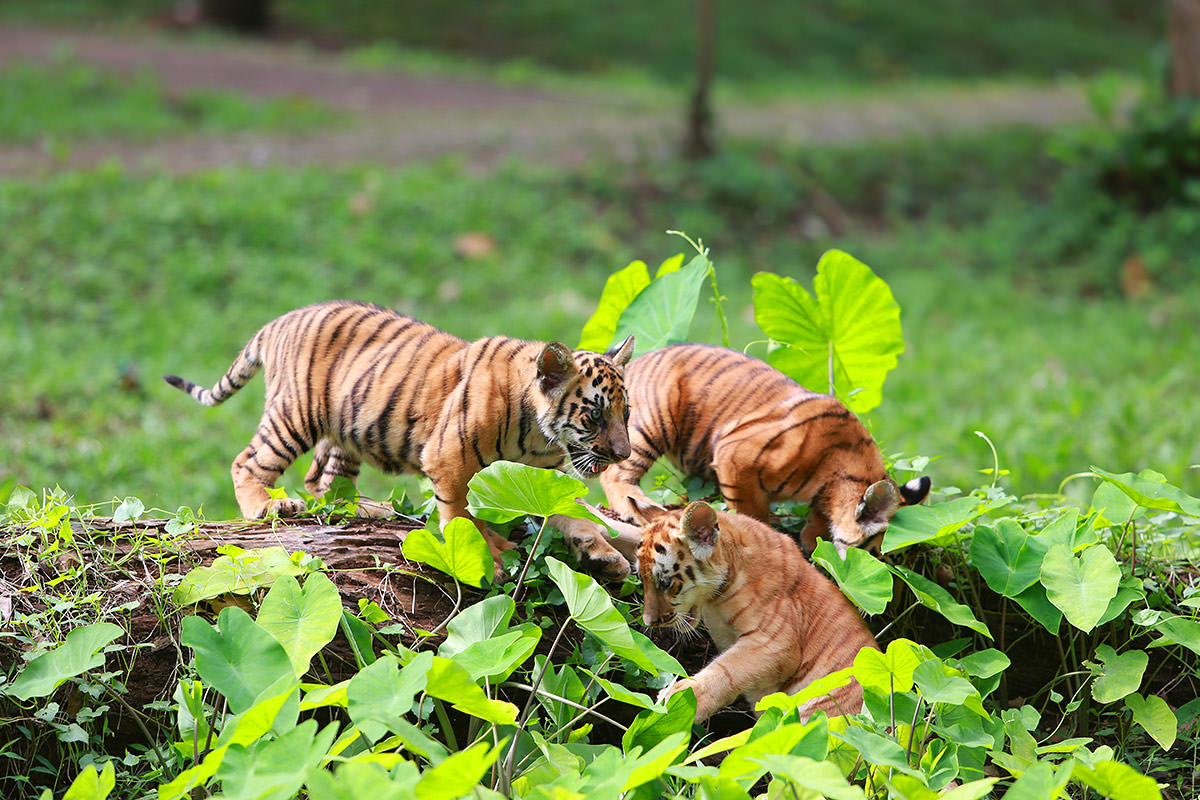 ragunan-zoo-jakarta.jpg