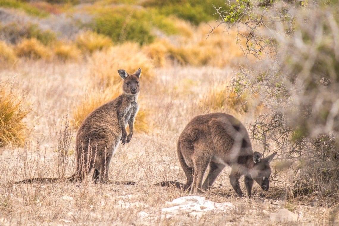 Australia-Kangaroo-Island-Ioana-Stoica-1.jpg