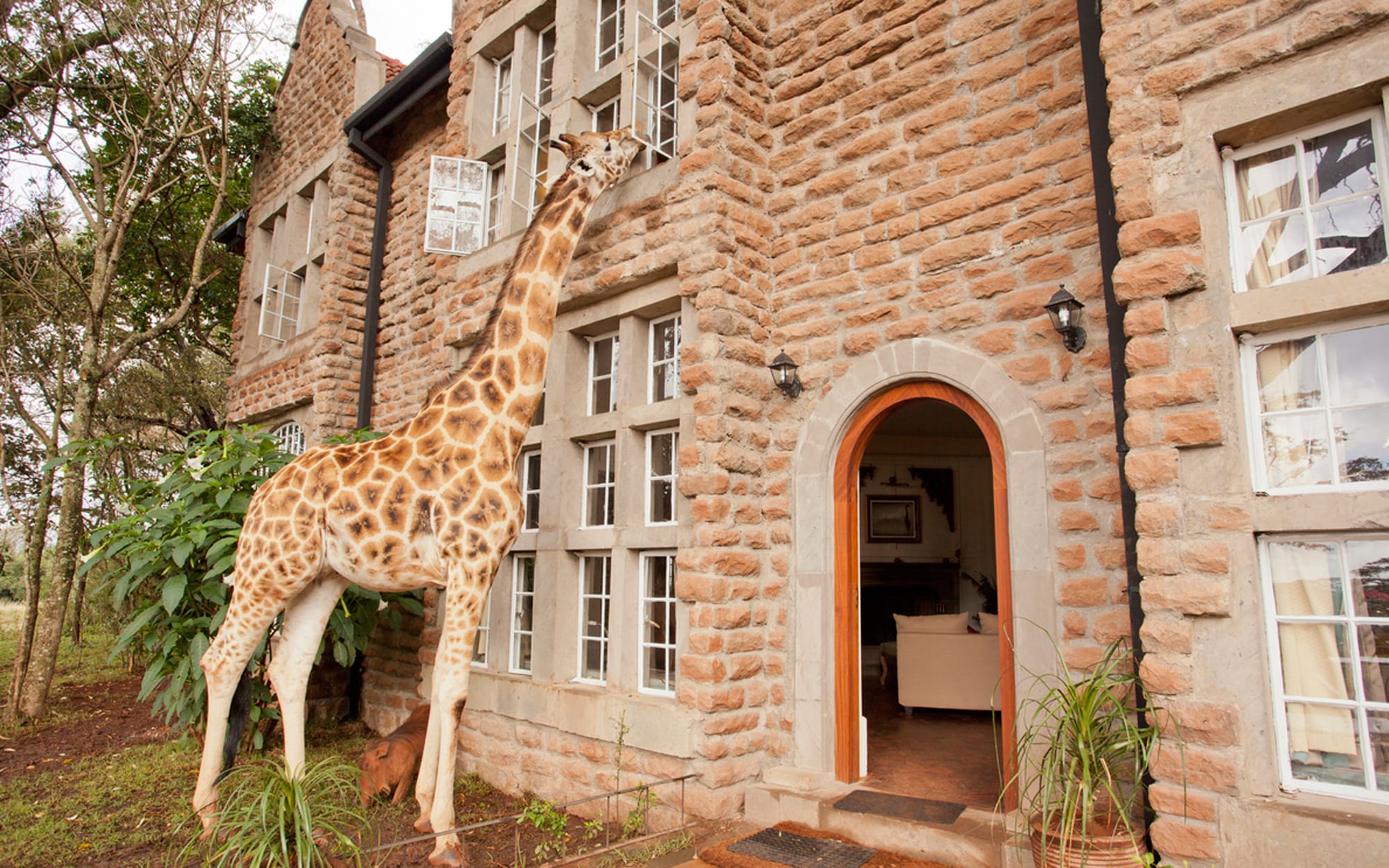 Гостиница для жирафов ограничение. Отель Giraffe Manor. Кенийском поместье Giraffe Manor. Отель Giraffe Manor, Найроби, Кения. Найроби усадьба Жирафов.