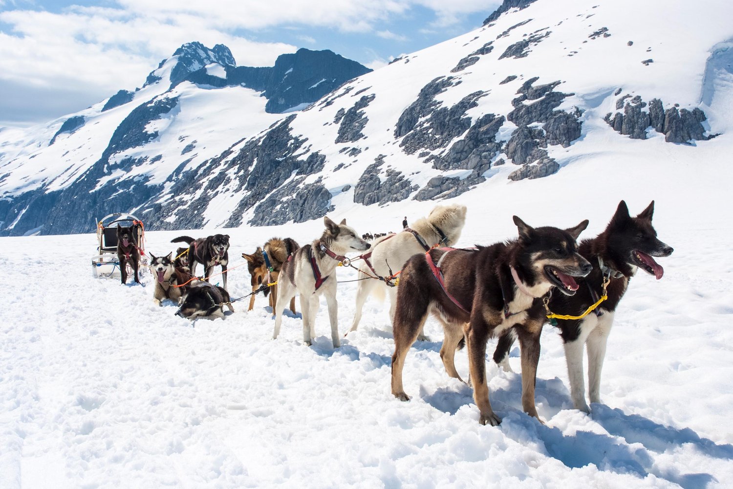 husky-dogs-sledding.jpg