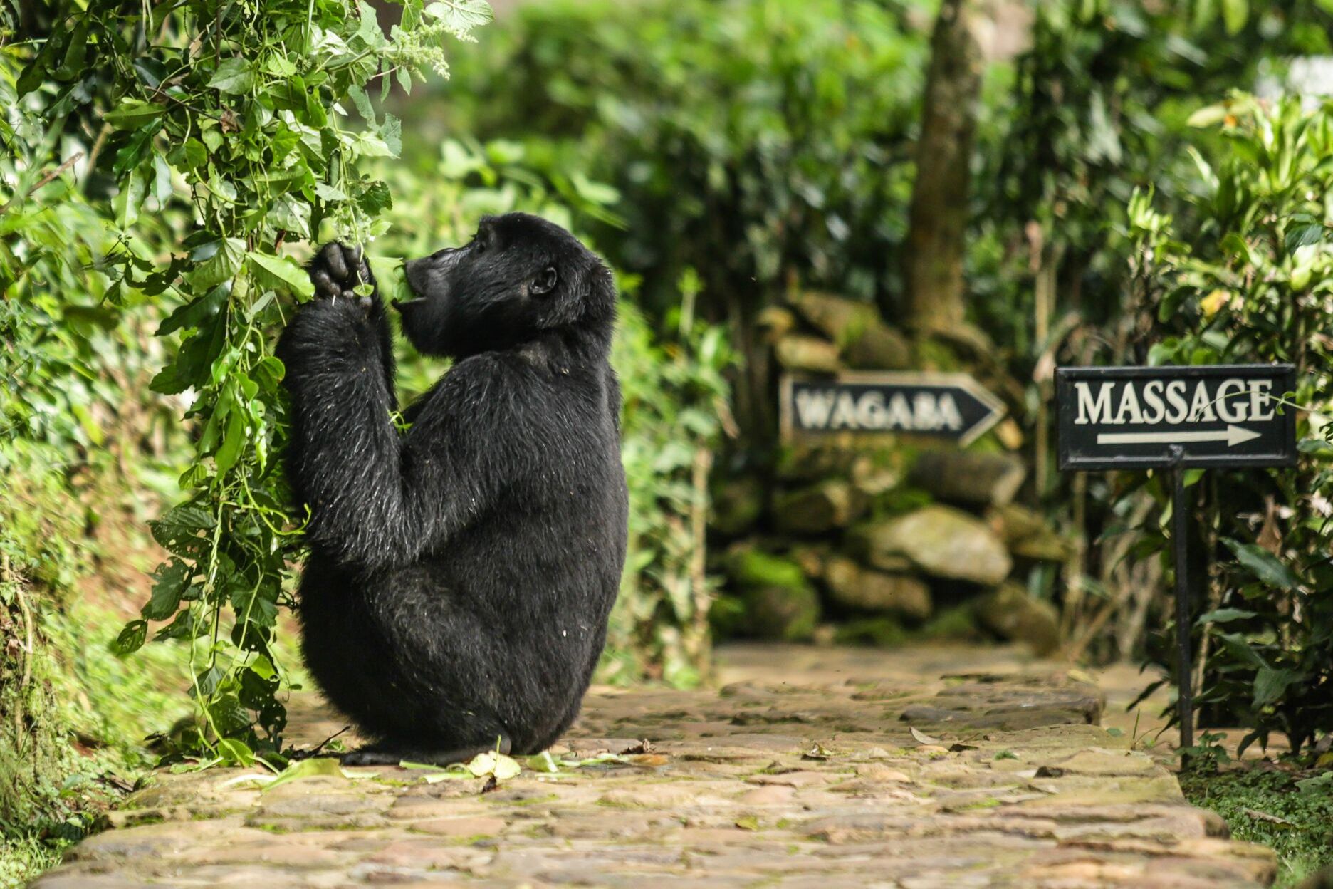 Bwindi_gorilla-at-lodge_preview.jpg