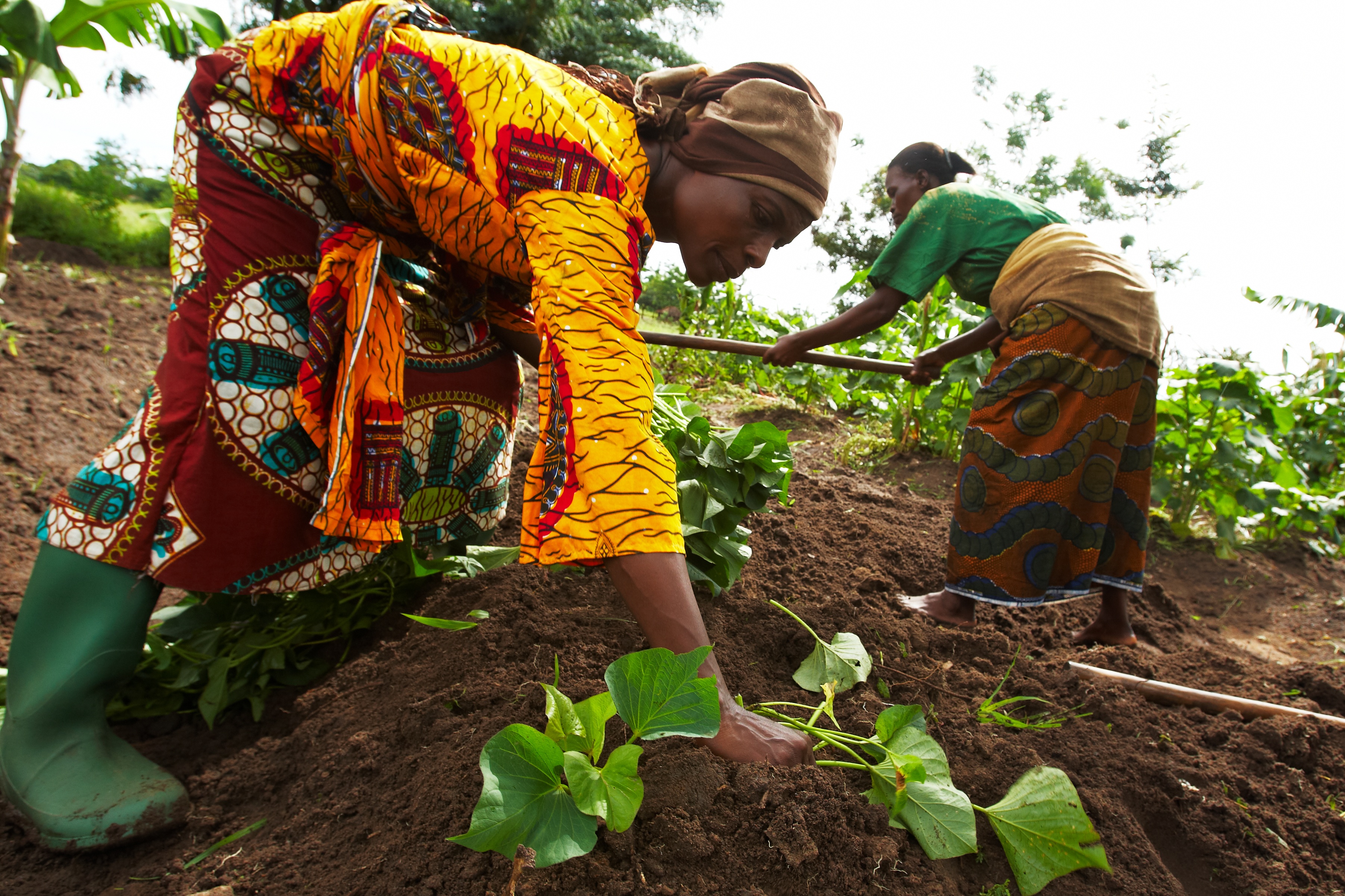 Growing_Sweet_Potatoes_in_Tanzania.253.jpg