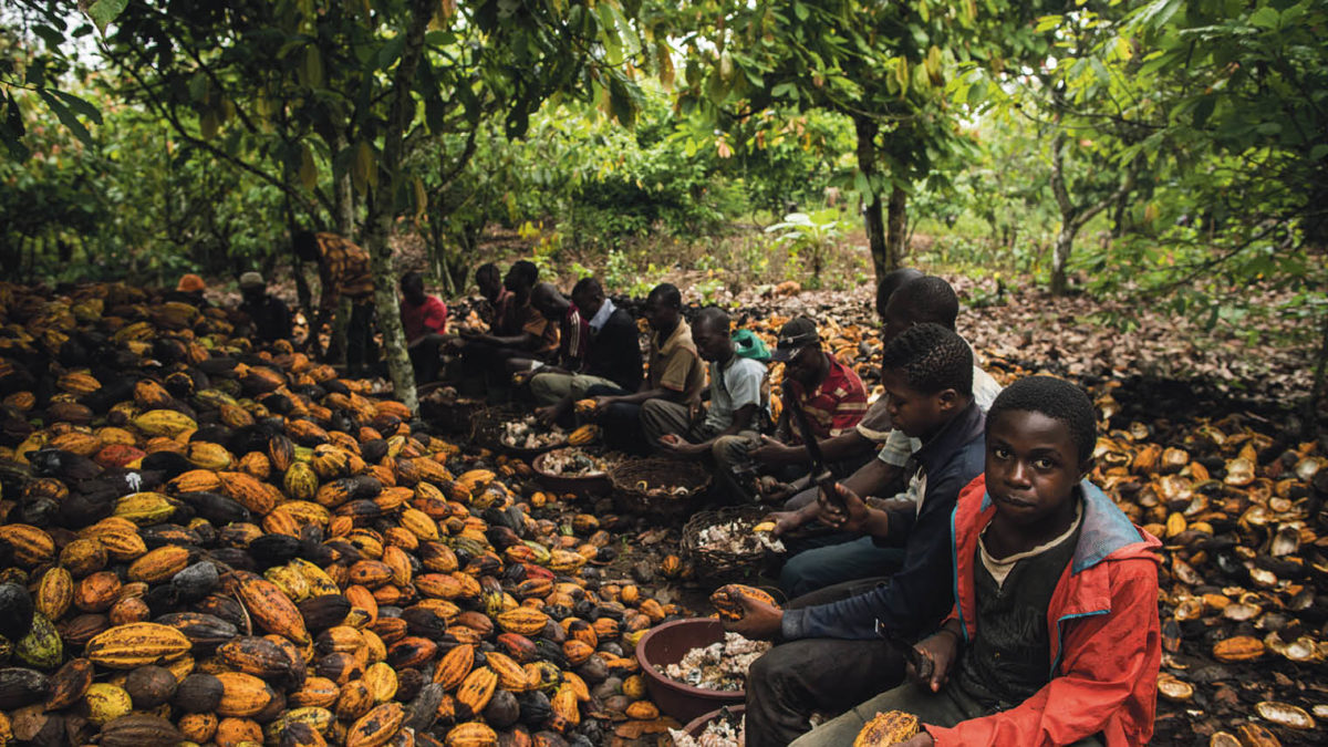 children-working-on-cocoa-farm-e1562056777622.jpg