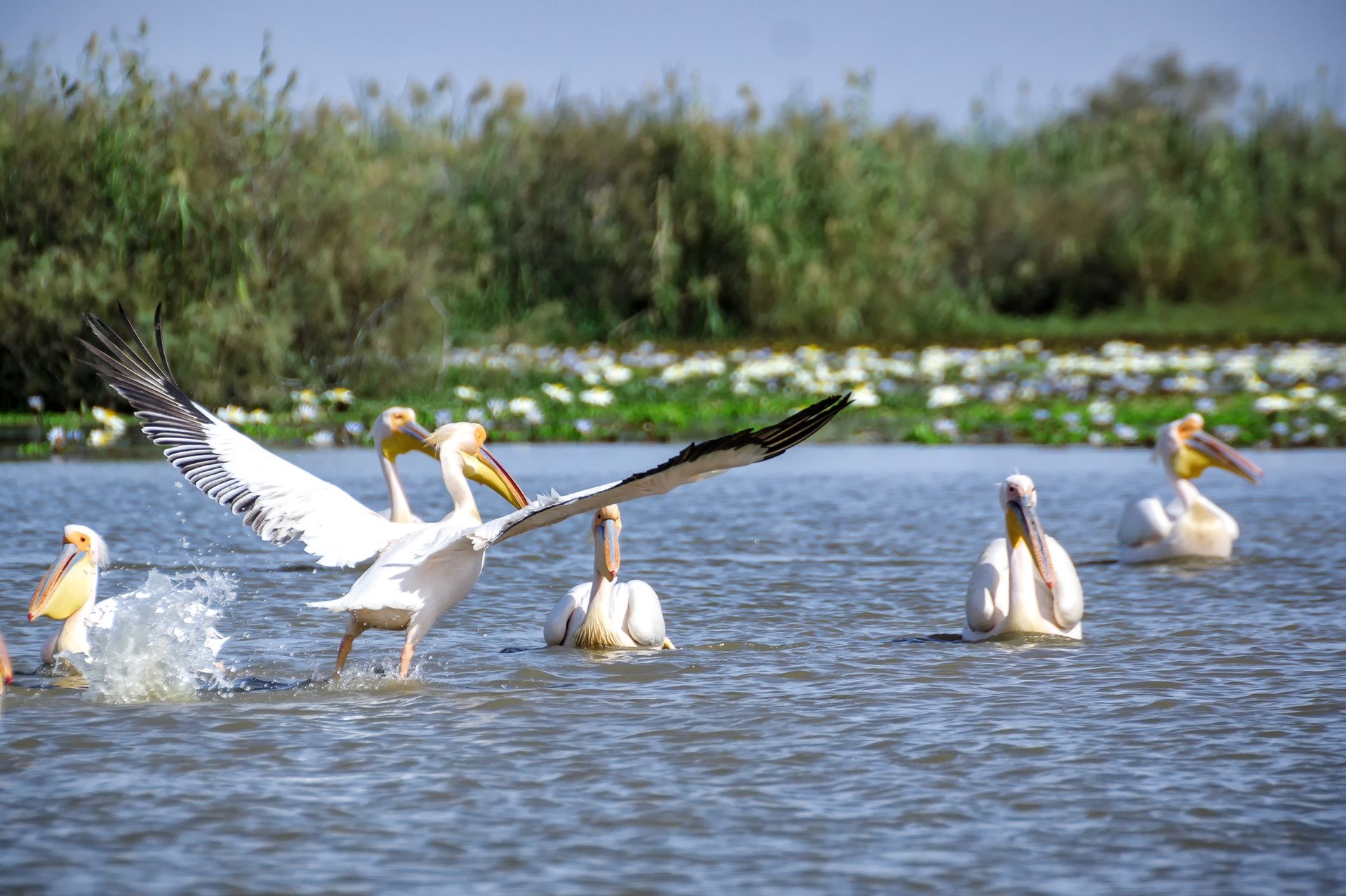 6bf256c9-e86e-4899-b9bb-b95e7dc5b7d2-Pelicans_DoodgePark_Senegal_SS_large.jpg