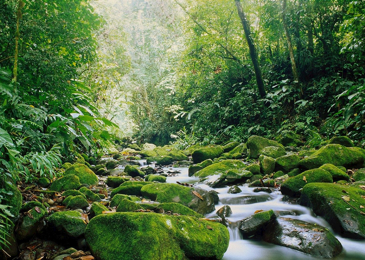 195545-monteverde-cloud-forest-costa-rica.jpg