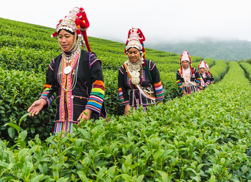 Top-tea-plantations-in-Thailand-Tea-has-changed-the-hill-tribes-life-and-101-Tea-Plantation-is-part-of-the-movement.jpg