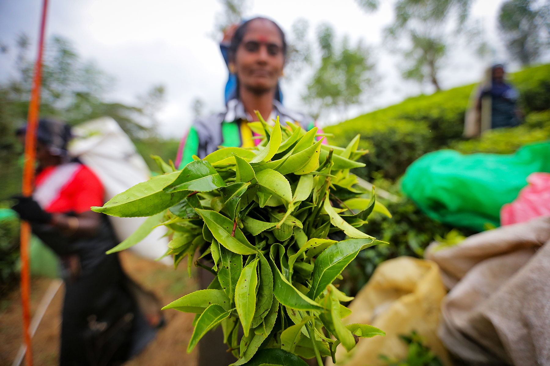 Чайный центр шри ланка. Tea Plantation Sri Lanka. Плантации чая в Шри Ланке. Чайные плантации на Шри Ланке. Сборщицы чая Шри Ланка.