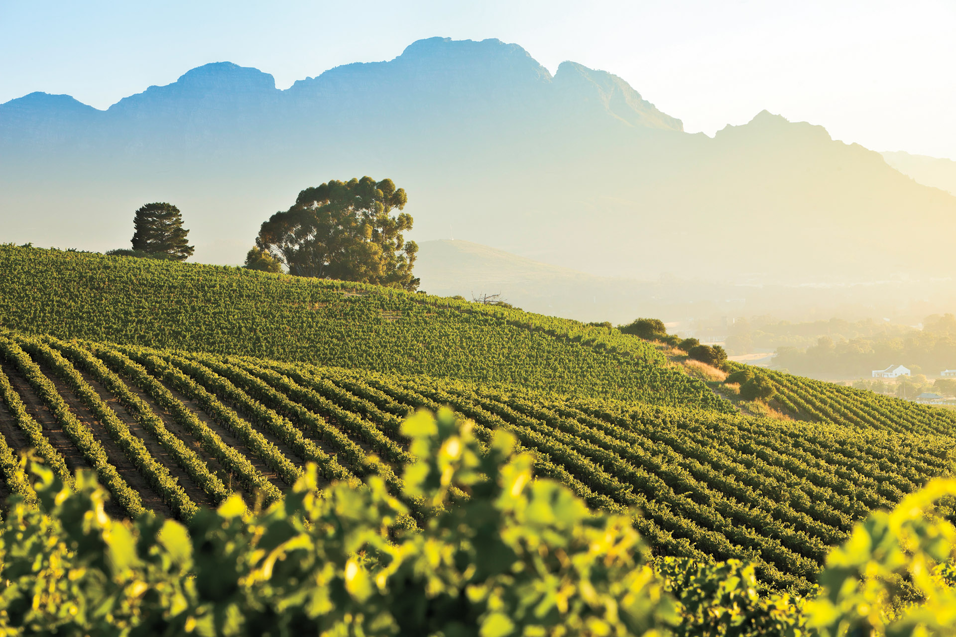 Wander_The_Western_Cape_South_Africa_B_Stellenbosch_Vineyards_1920x1280.jpg