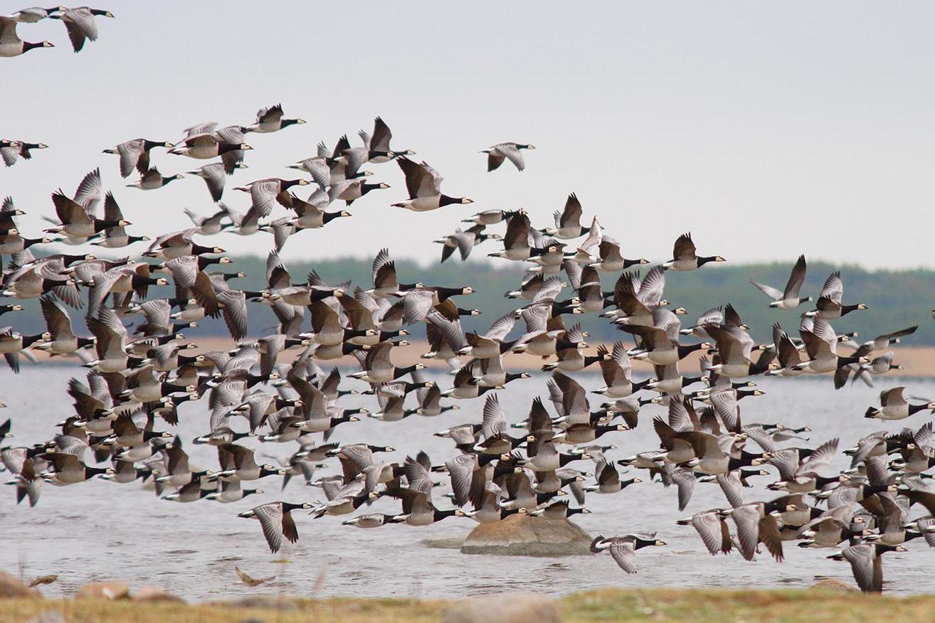 06Nature_Wildlife_Estonia_Birdwatching.jpg