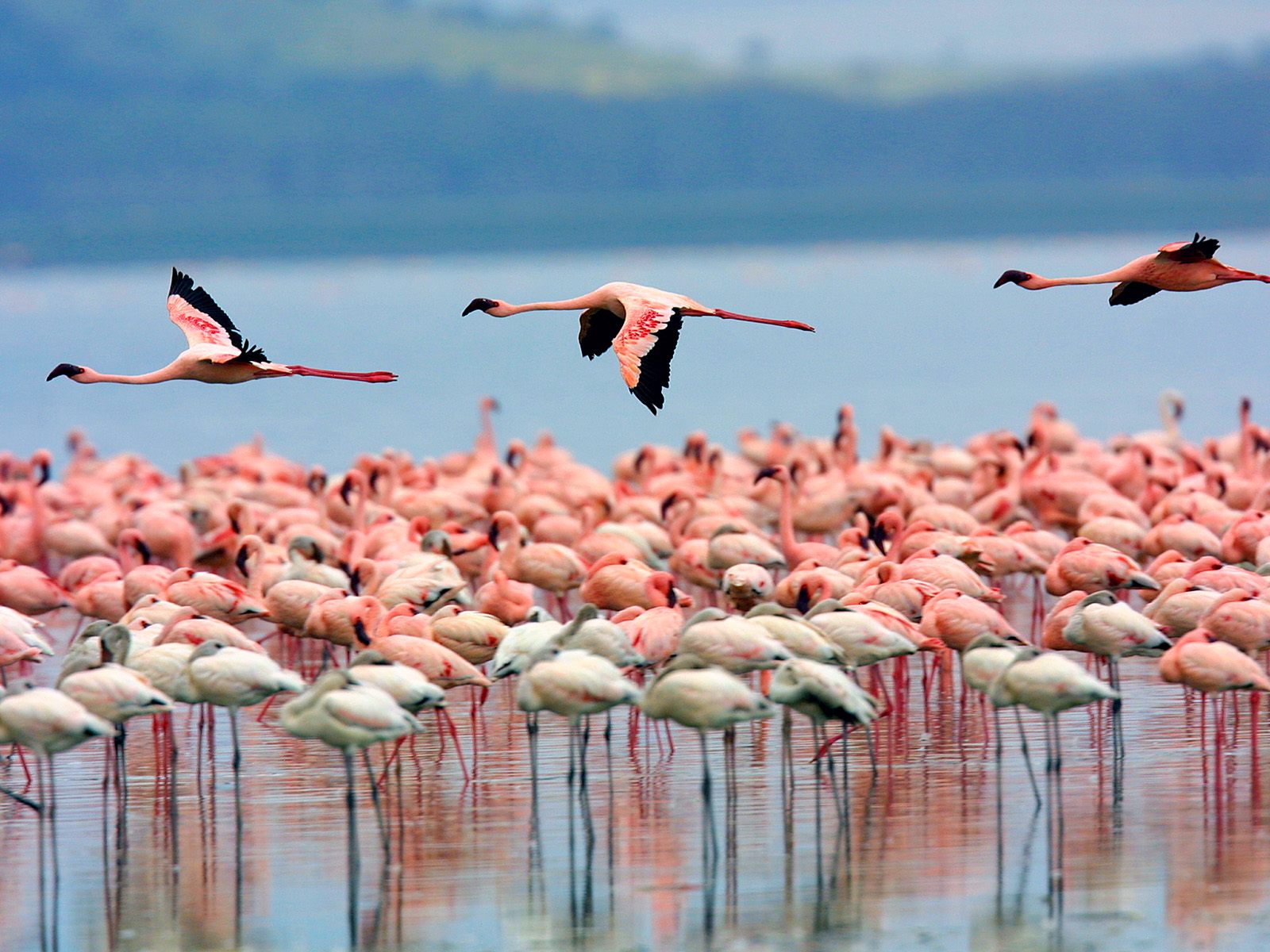 Flamingos-Lake-Nakuru-Kenya.jpg