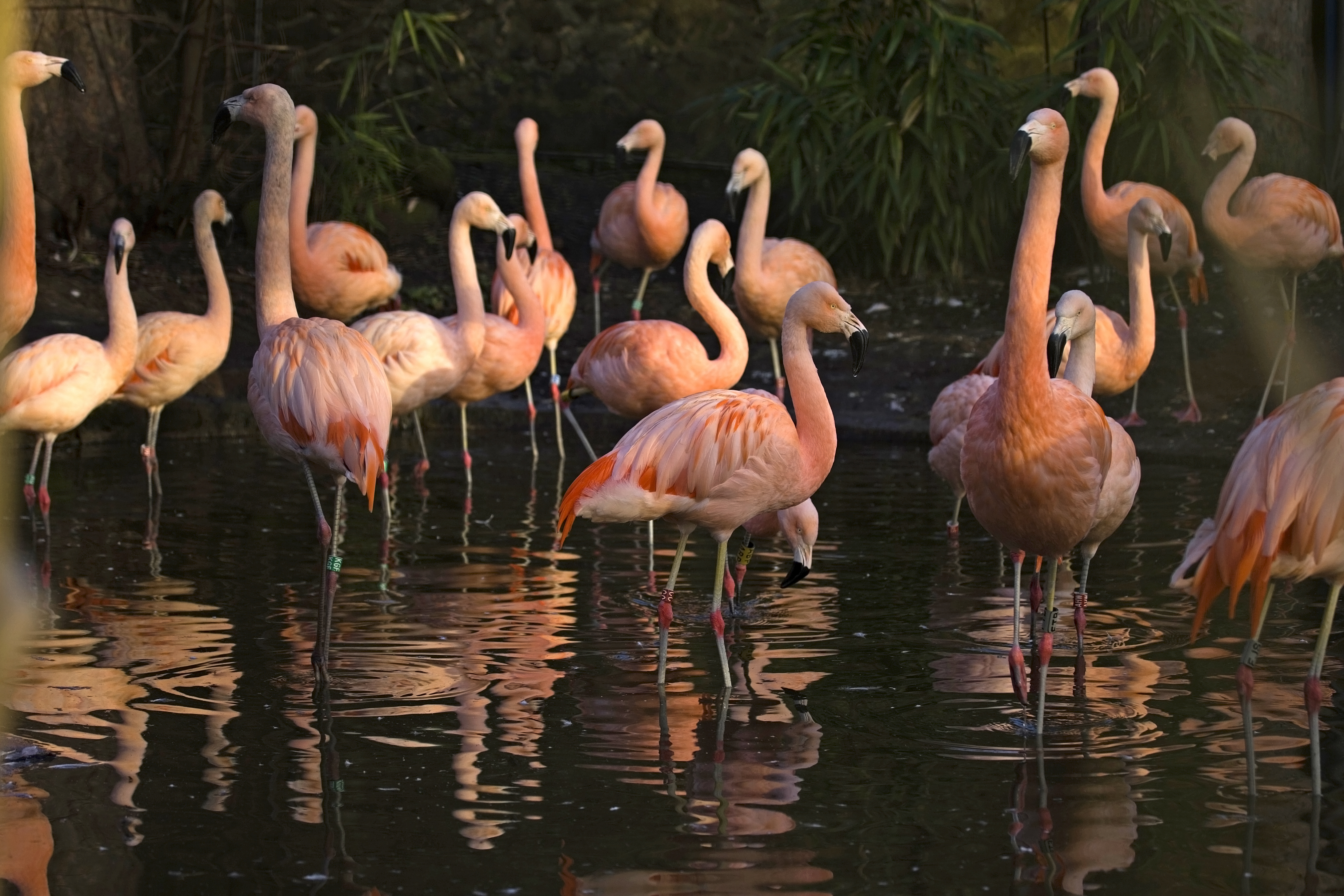 chilean-flamingo_0010.jpg