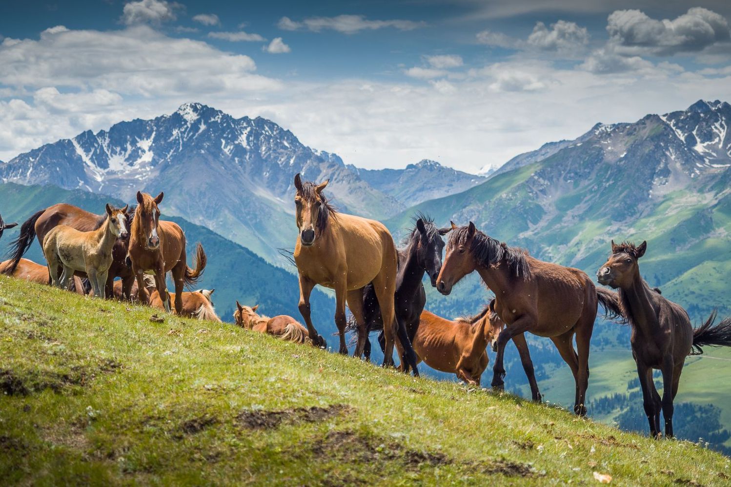 Wild-horses-Jyrgalan-Valley-Kyrgyzstan.jpg