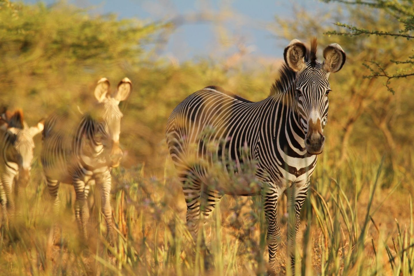 Tusk-Trust-Grevys-zebra_copyright-Nelson-Guda-1440x960.jpg