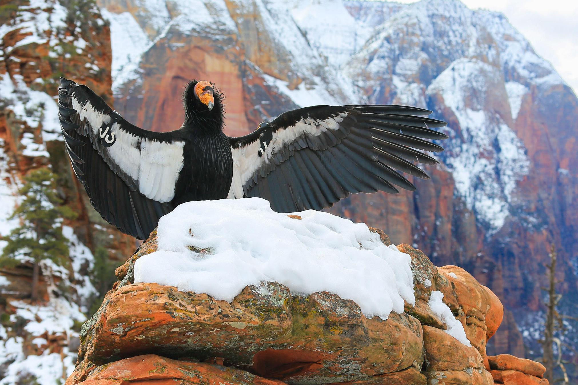 a1_2864_1_california-condor_madison_roberts_kk.jpg