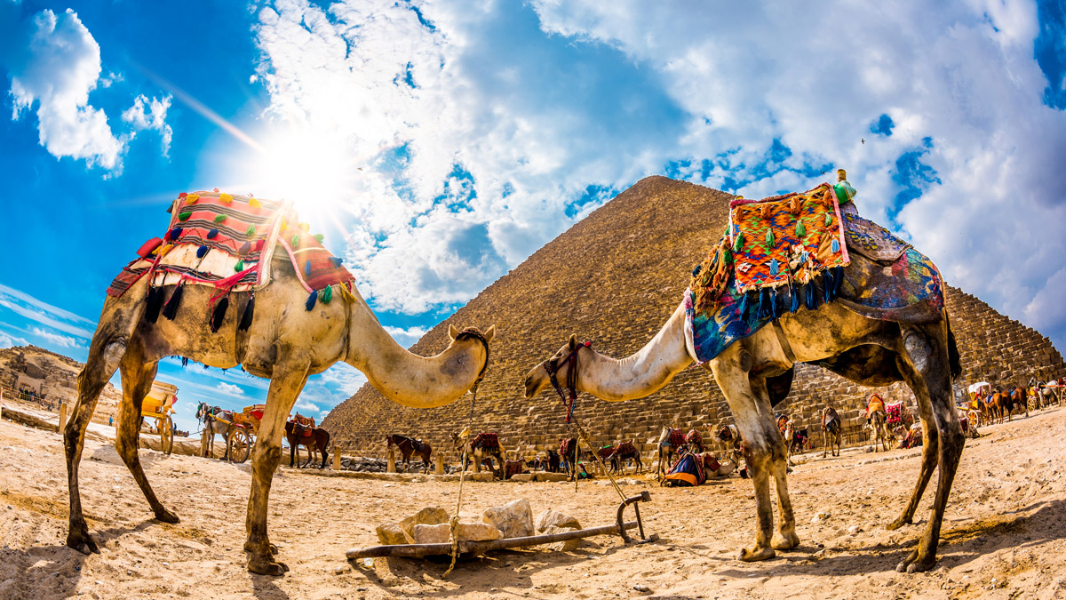 Egypt-Camels-Pyramids-Travel-2019.jpg