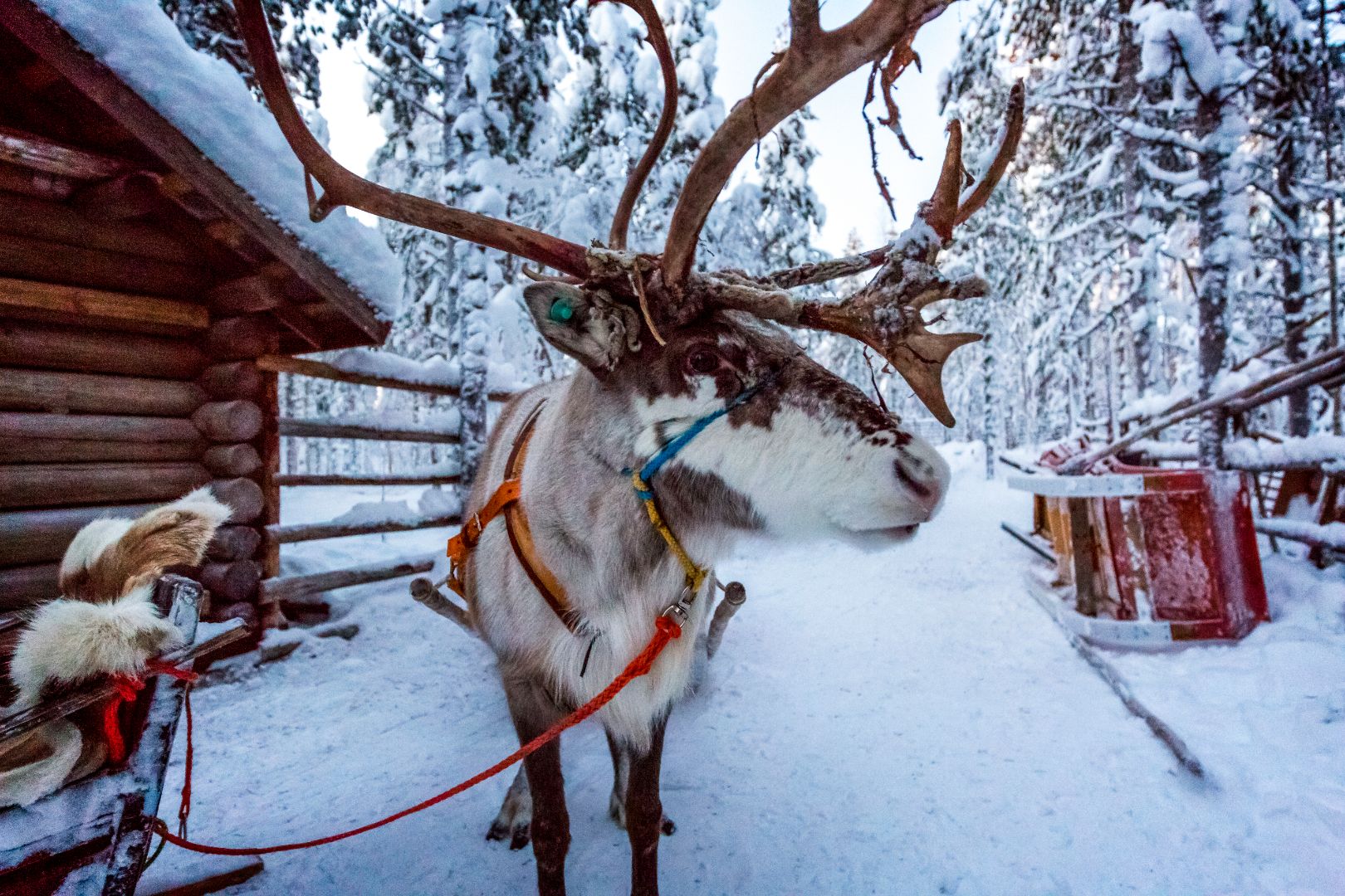 Lapland_Reindeer_3-1.jpg