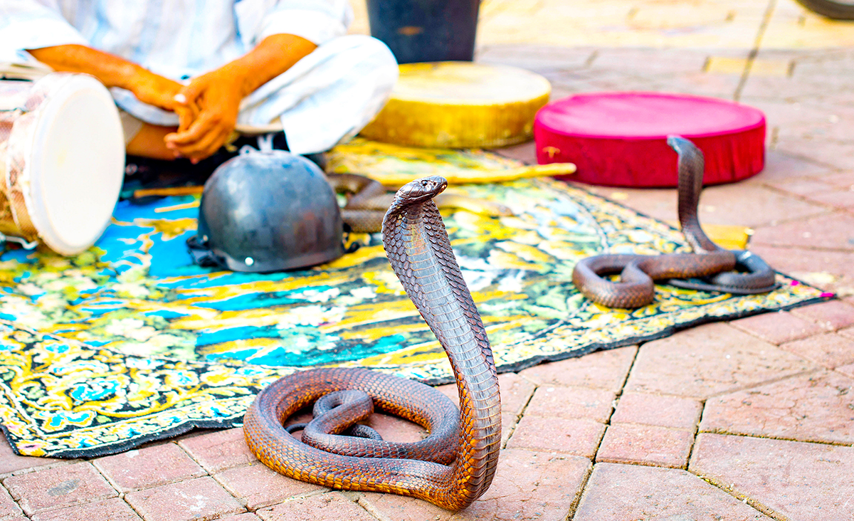 Things-to-do-in-Marrakech-Morocco-Djemaa-el-Fna-Square-snake-charmer.jpg