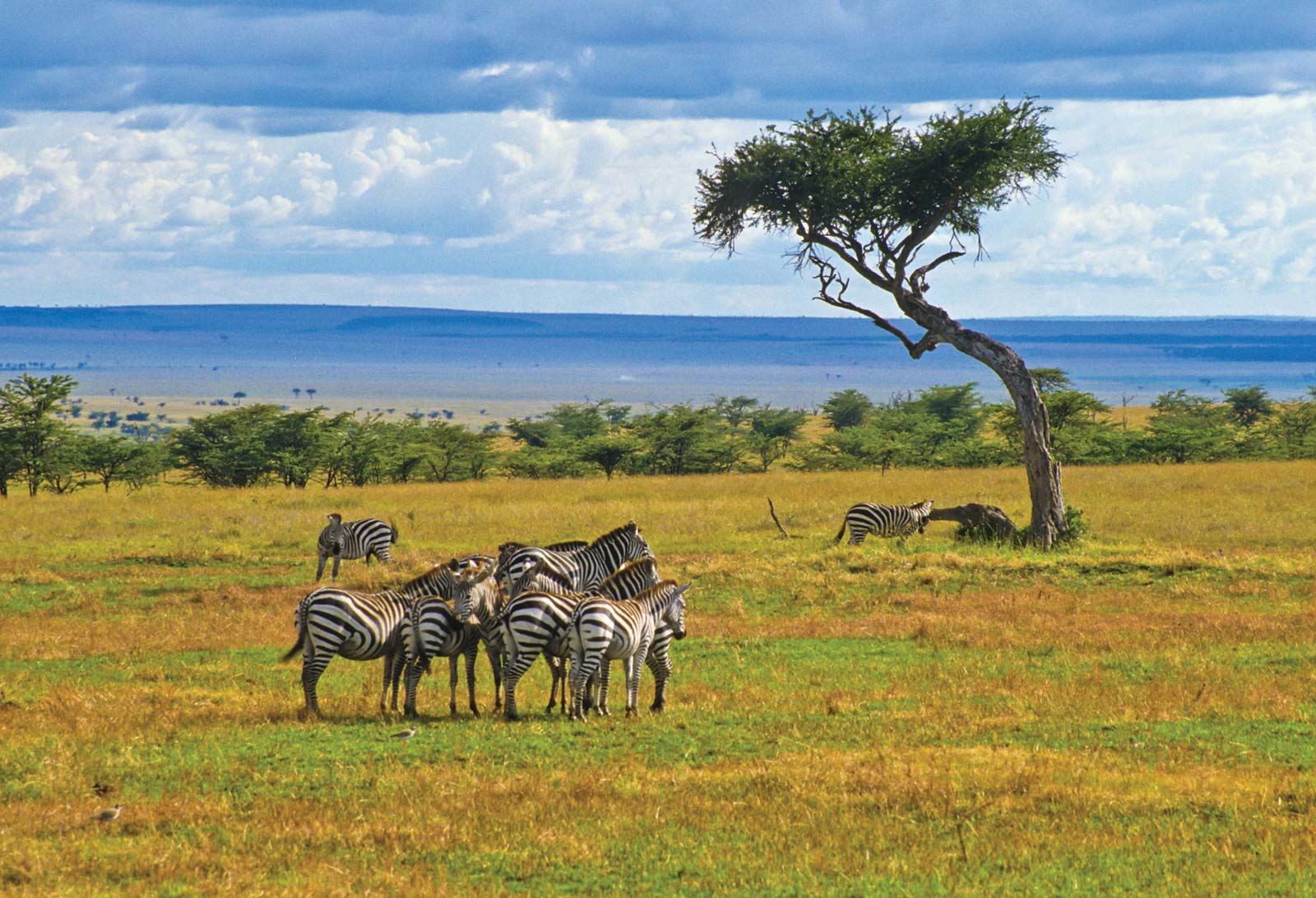 Herd-zebras-Kenya-Maasai-Mara-National-Reserve.jpg