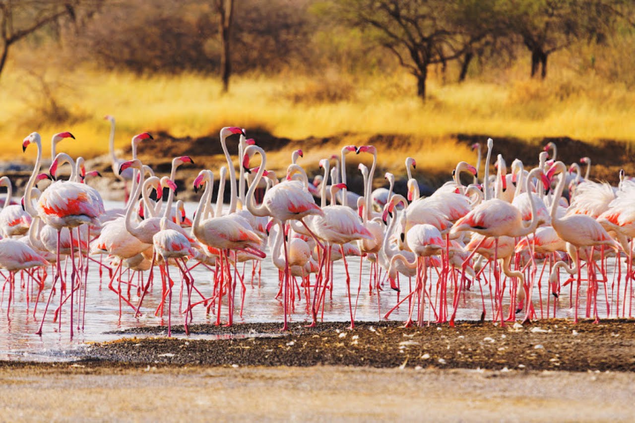 flamingos-lake-baringo-kenya.jpg