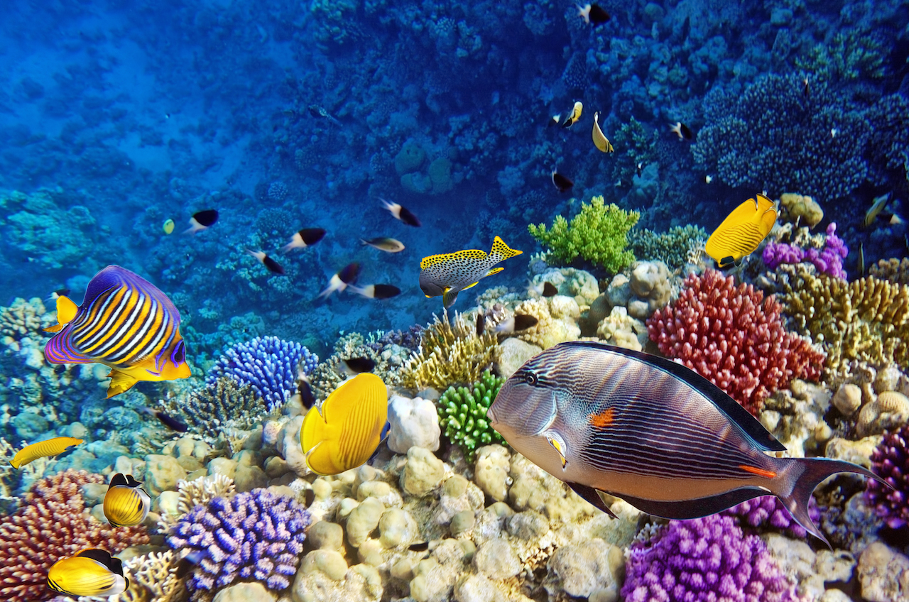 Coral-and-fish-in-the-Red-Sea-Egypt.jpg