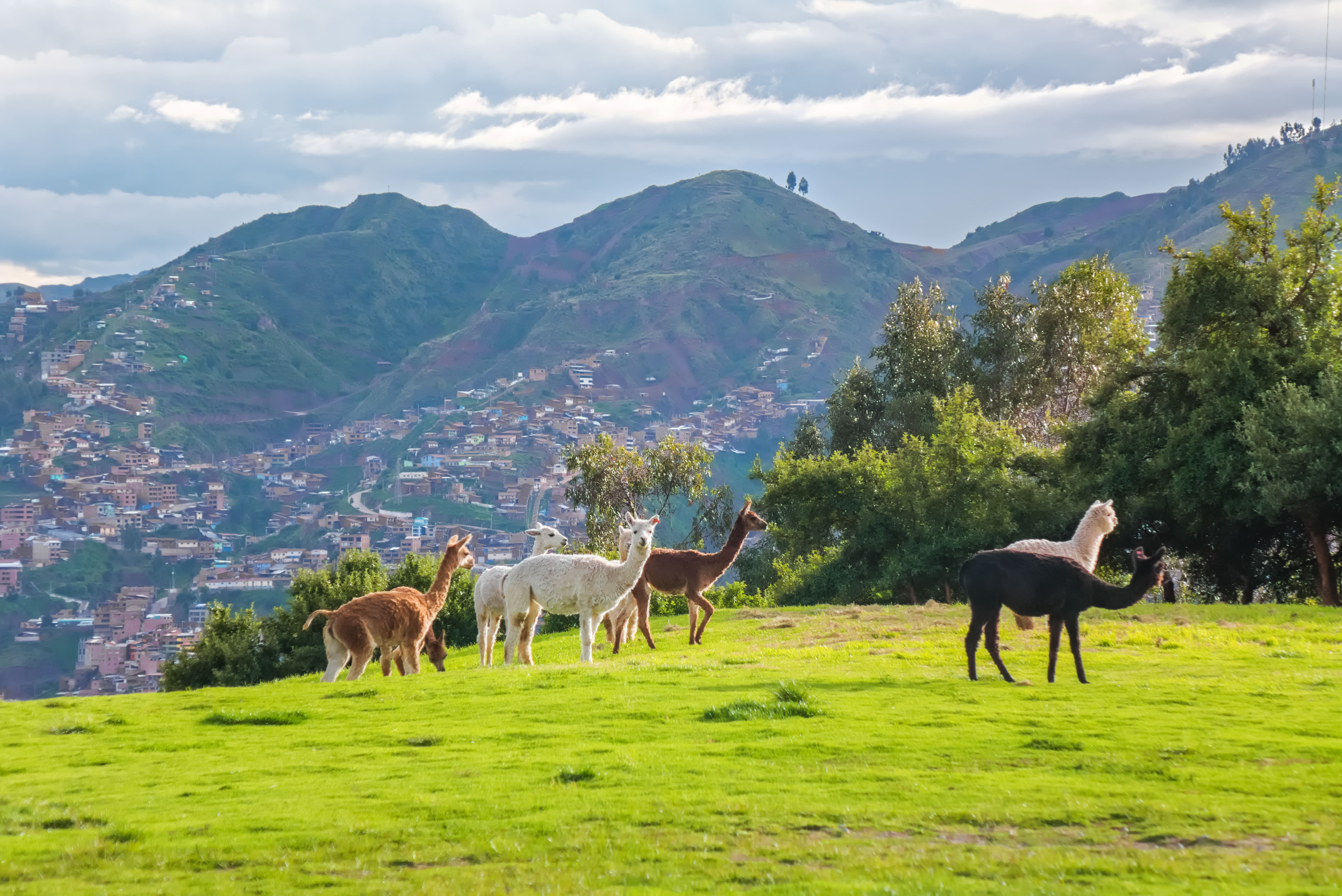 llamas-alpacas-sacsayhuaman-incas-ruins-peruvian-andes-cusco-peru.jpg